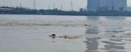 Delhi's Yamuna Bazar flooded as river swells; residents struggle without food, shelter