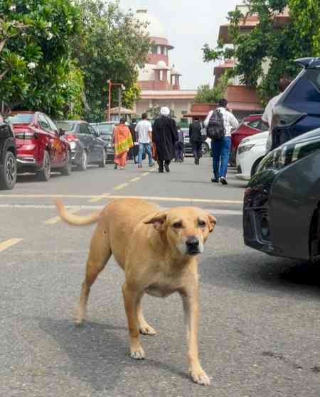 SC relaxes ‘too harsh’ directions on stray dogs, prohibits public feeding