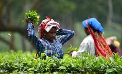 Piyush Goyal tells Plantation Boards to step up exports drive