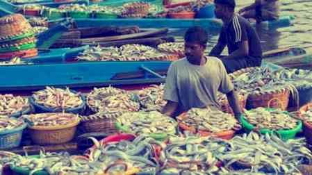 US tariff's lead to slash in seafood production by 50 pc in TN