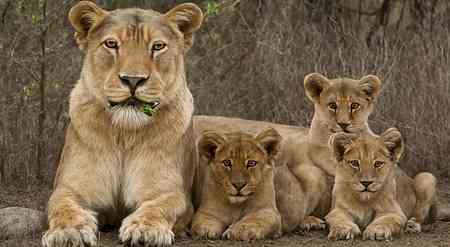 Gujarat census finds 891 lions, 7,672 wild asses as state leads in biodiversity