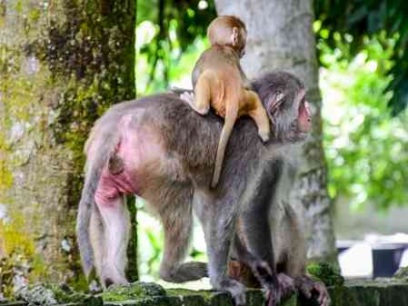 Darjeeling civic body imposes ban on feeding monkeys within town area