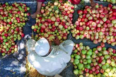 Big relief for Kashmir apple growers, daily parcel train to Delhi from Sep 13
