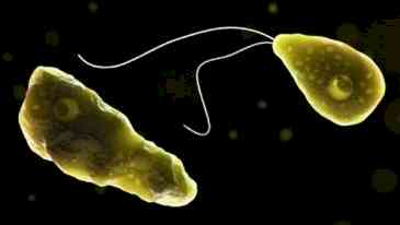 Man dies of brain-eating amoebic infection in Kerala; 6th death in a month