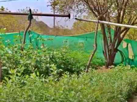 UP to observe ‘Seva Parv’ from Sep 17 to Oct 2; over 15 lakh saplings to be planted