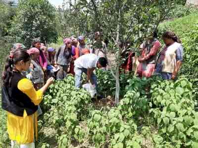 222,893 farmers in Himachal cultivating crops naturally