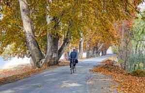 Golden yellow season arrives in Kashmir as countryside turns magical with colours, Cicada’s whine