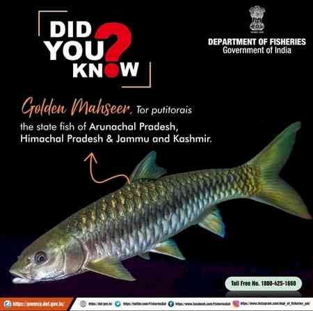 Himachal breeds record number of golden mahseer in captivity