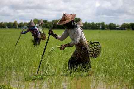 Myanmar to increase rice exports in second half of FY25-26