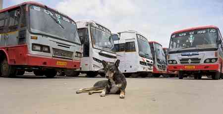 Animal activists urge police protection for feeders as tensions rise over stray dogs