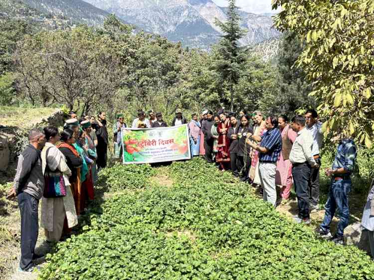 Strawberry Day Highlights Natural Farming and Diversification in Kinnaur