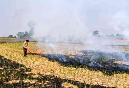 Punjab launches campaign on ill-effects of stubble burning