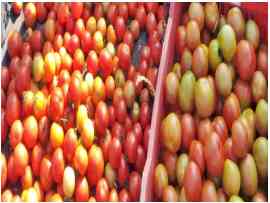 Andhra farmers throw tomatoes on roads as prices crash 