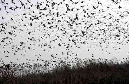 Migratory birds arrive in thousands as Kashmir prepares to host them for winter months