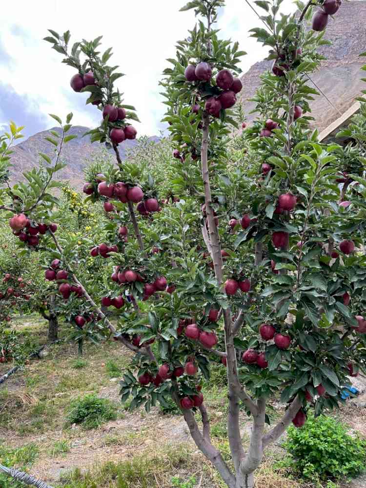KVK Tabo holds separate auction of Natural Farming apple orchard