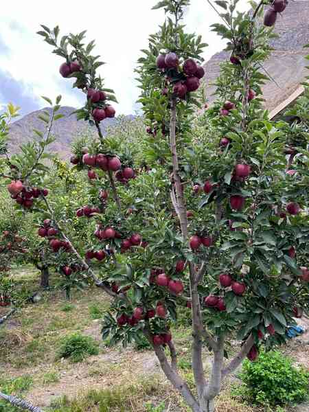 Pesticide-free apples of Himachal Pradesh's Spiti get remunerative prices