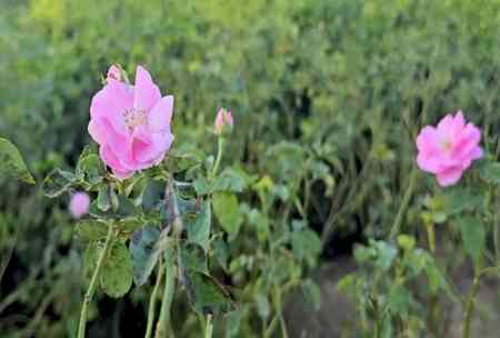 In UP’s Kannauj, rose cultivation giving a fillip to farmers’ income