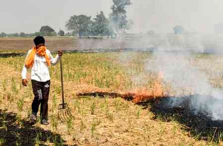 After floods in Punjab and Haryana, stubble burning decreased by 77 pc