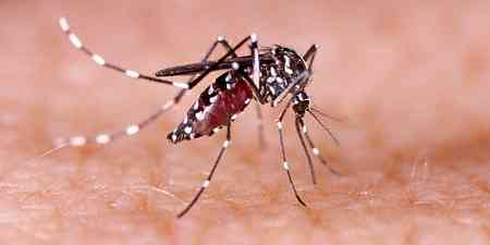 Manipur dengue cases: 102 more test positive; total reaches 2,585 in 2025 