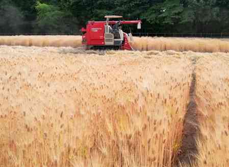 Himachal govt procures 140 quintals of naturally grown barley 
