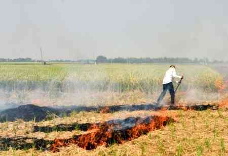 Four-fold reduction in farm fire cases, says Punjab government