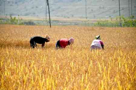 48.44 lakh metric tonnes paddy procured in Haryana