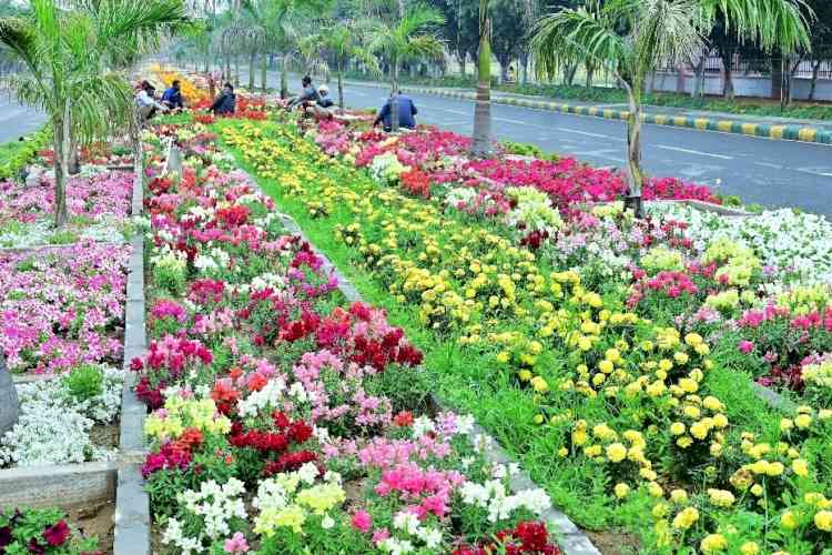 सर्दियों में गुलदाउदी से महकेगा एमडीयू परिसर