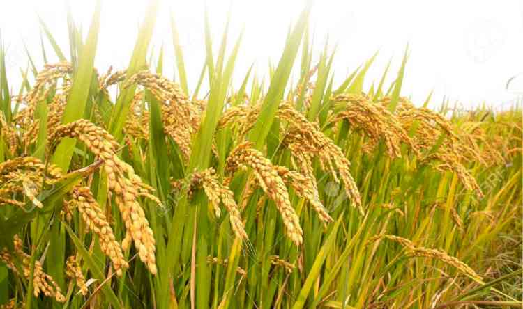 Mann Government Stands with Farmers: Promise to Buy Every Single Bag of Paddy, Farmers Getting Full Payment