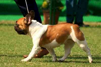 Chennai to conduct door-to-door survey to enforce pet dog microchipping, licensing
