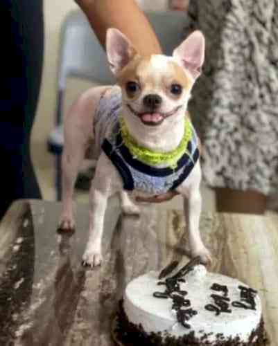 Domestic worker arrested for killing pet dog in Bengaluru