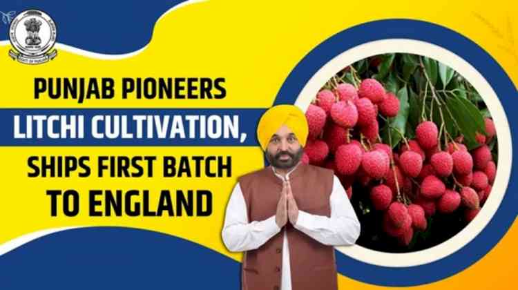 Punjab overtakes UP-Uttarakhand to become litchi hub: Bhagwant Mann government opens export route, farmers’ profit increases 5 times