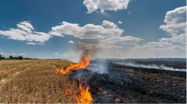 Centre Praises Mann Sarkar: Farmers’ Efforts Slash Stubble Burning by Staggering 85%