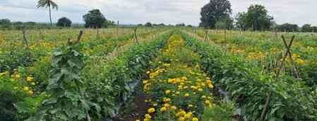 Centre invites comments on draft Seeds Bill to protect farmers