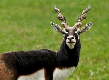 Death of 28 endangered blackbucks raises concern in K'taka; authorities await reports