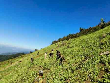 Illegal poppy farms destroyed in Manipur; joint operation foils large-scale production bid