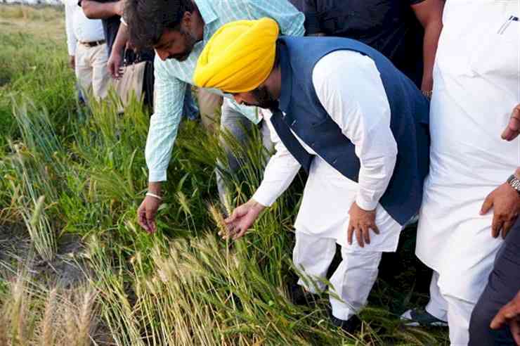 Mann Government’s Historic Achievement; Over 11 Lakh Farmers Benefit from MSP