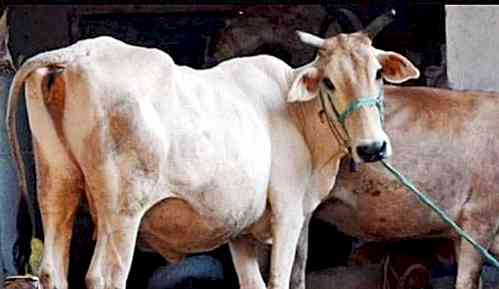 Haryana rights panel expresses concern over tying cattle in public streets