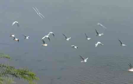 Khijadiya Bird Sanctuary turns into a winter paradise for tourists