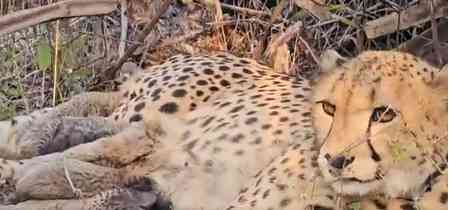 India-born 'Mukhi' gives birth to 5 cubs in Kuno; MP CM calls it 'unprecedented breakthrough'