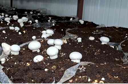In J&K’s Udhampur, farmers reap good dividends from mushroom cultivation 