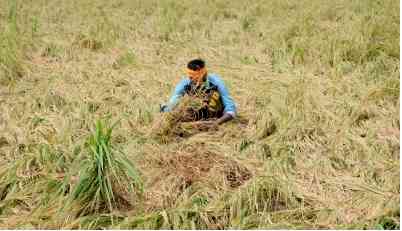 Paddy straw can be converted into biogas & bioethanol worth Rs 1,600 crore
