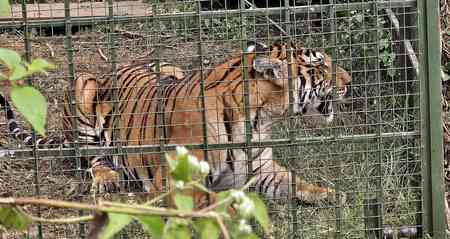 Tiger that killed 13 cows in TN's Gudalur trapped after three month search