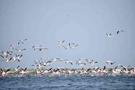 New spots emerge as roosting, breeding grounds for migratory birds in Chennai