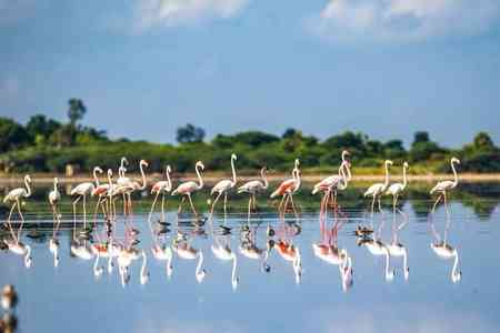 Draft eco-sensitive zone map finalised for TN's Pulicat sanctuary, sent to Centre for approval