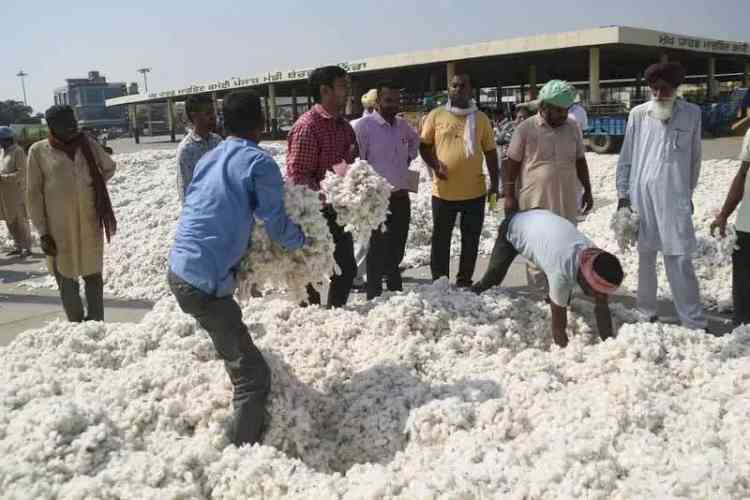 Punjab Govt Rescues Farmers: Cotton Prices Surge from ₹5,700 to ₹7,500+ After Swift Action
