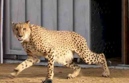 Eight cheetahs from Botswana to arrive in MP on Jan 26, Nauradehi sanctuary to become 3rd site