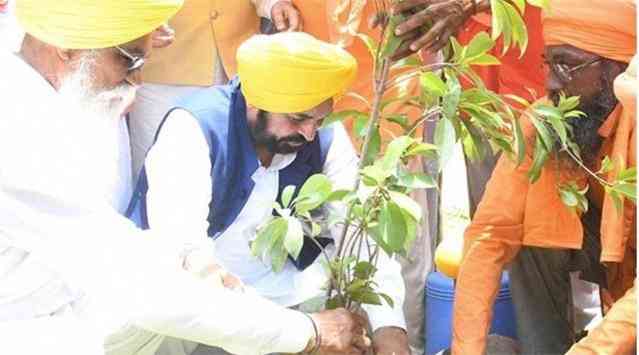Mann Government’s Greening Punjab Mission: 12.57 Lakh Trees Planted, State Achieves Biggest Environmental Milestone