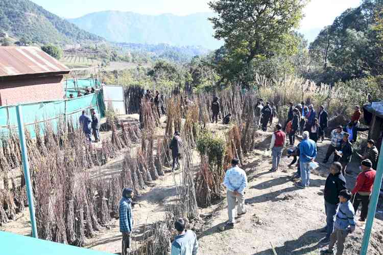 Annual temperate fruit plants sale begins at Dr. YS Parmar University of Horticulture and Forestry and research stations