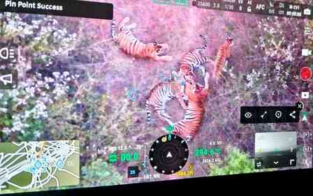 Five tigers spotted in Karnataka's Chamarajanagar, prohibitory orders imposed in 3 villages