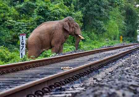 NFR’s tech-driven measures save over 160 elephants, ensure safer train operations